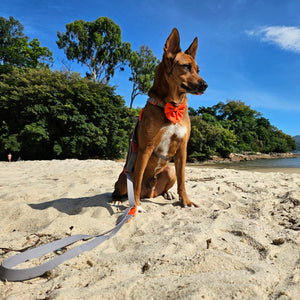 Ash X Orange | Waterproof Invisible Harness Bundle Set