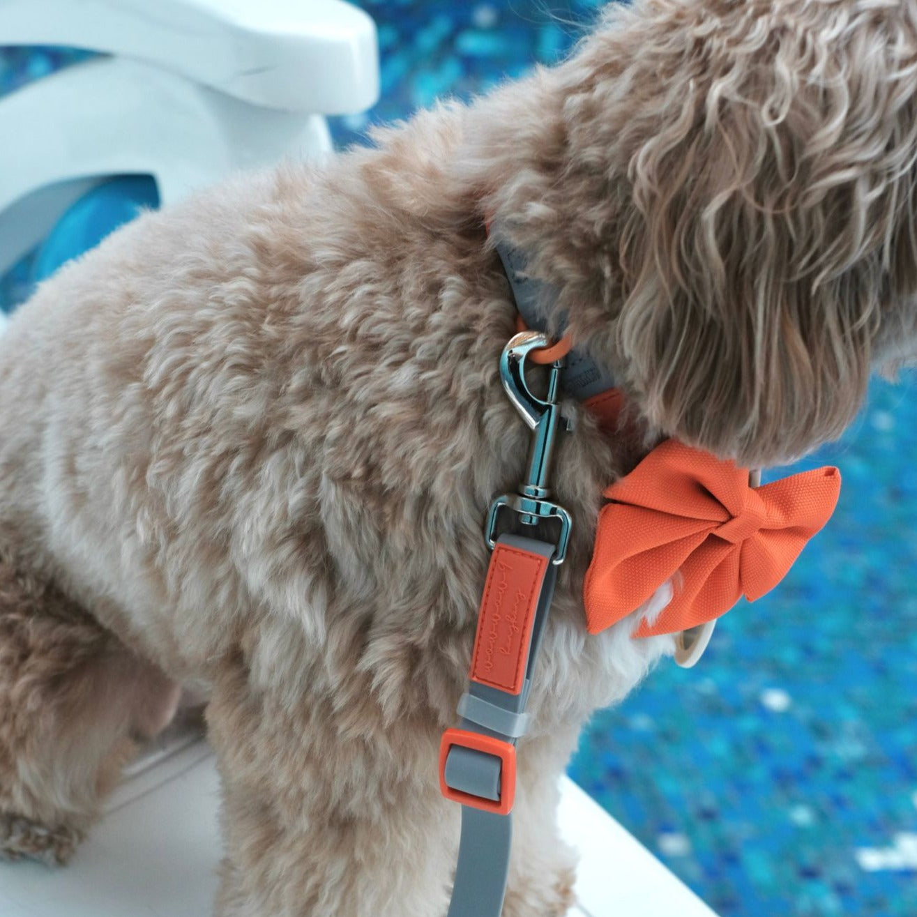 Ash X Orange | Waterproof Collar