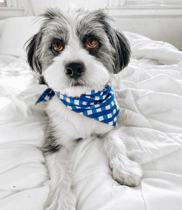 <The Paws Bandana>  Classic Blue Check