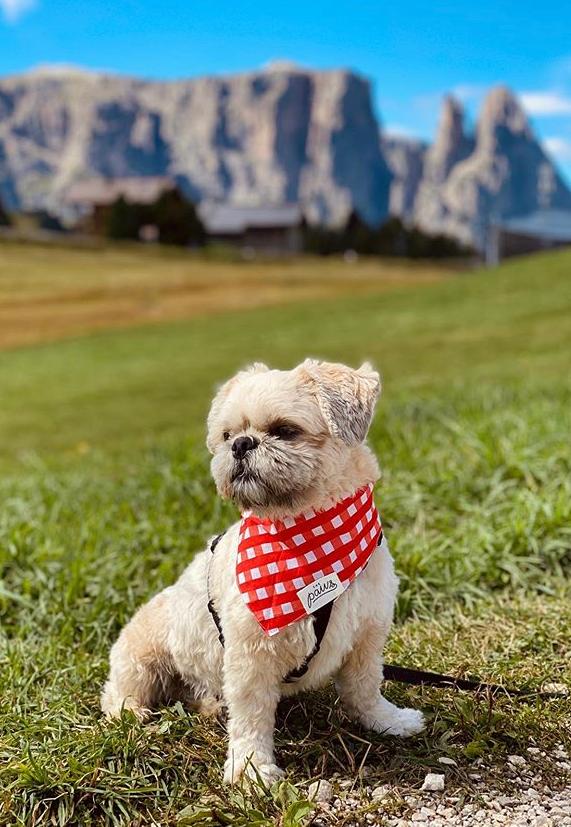 <The Paws Bandana>  Classic Red Check