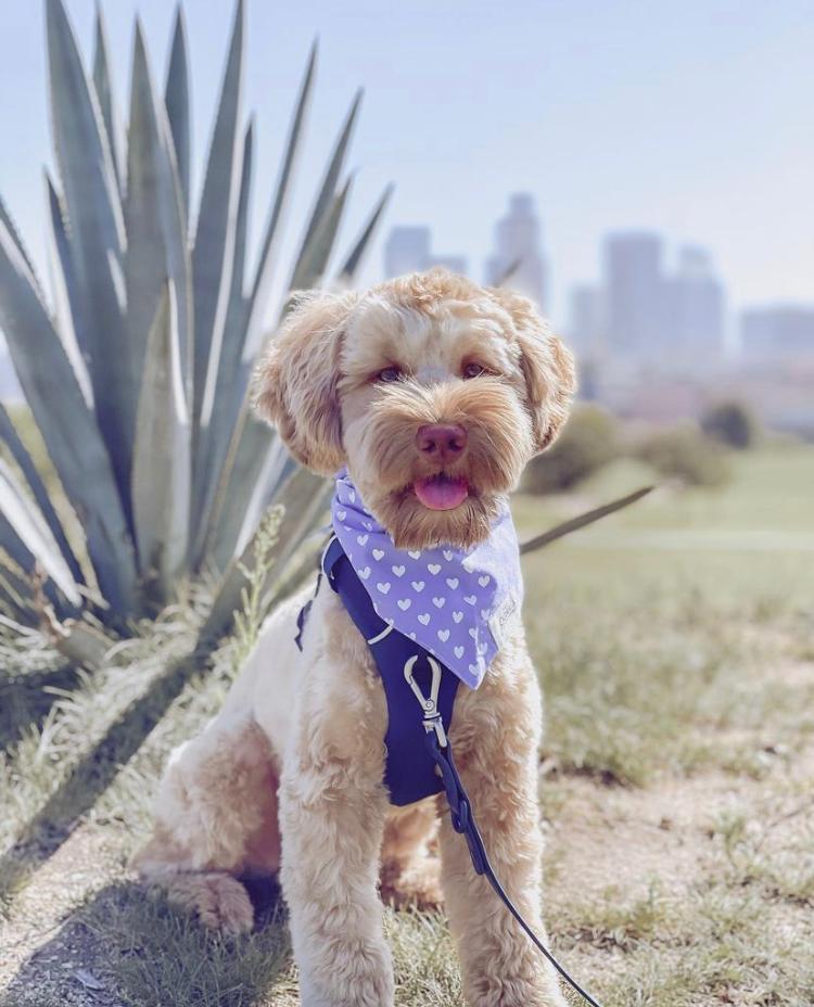 <The Paws Bandana> Mr Jones