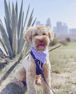 <The Paws Bandana> Mr Jones